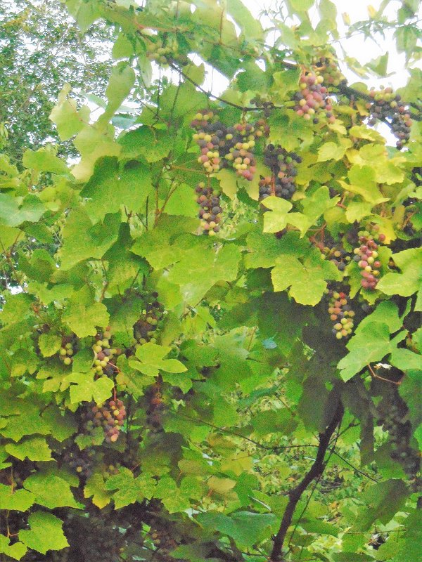 виноградная лоза - ольга хакимова