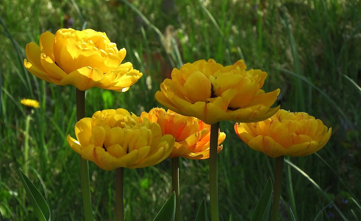 Апрельские тюльпаны - Natali 