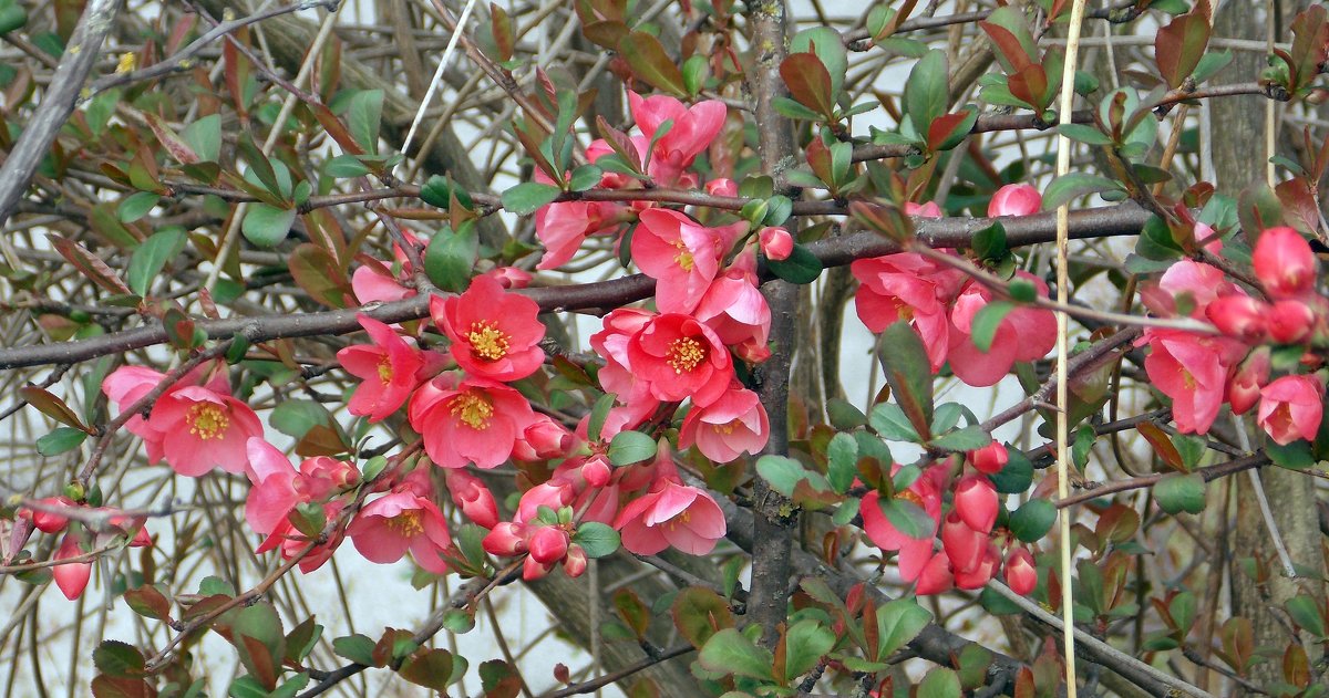 Цветет японская айва - Galina Solovova