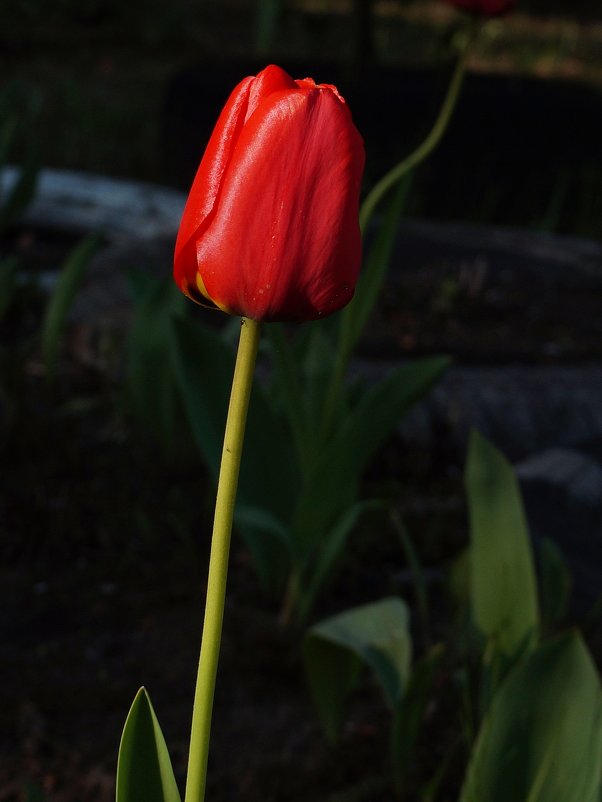 Красный тюльпан - София 