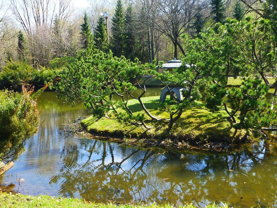 В Японском саду весной - Лидия Бусурина