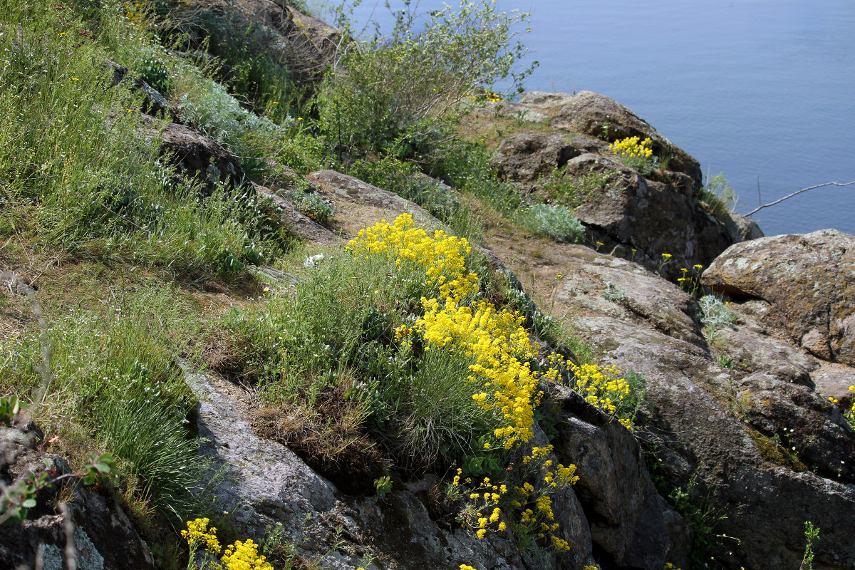 ... И на скалах растут цветы. ... - barsuk lesnoi