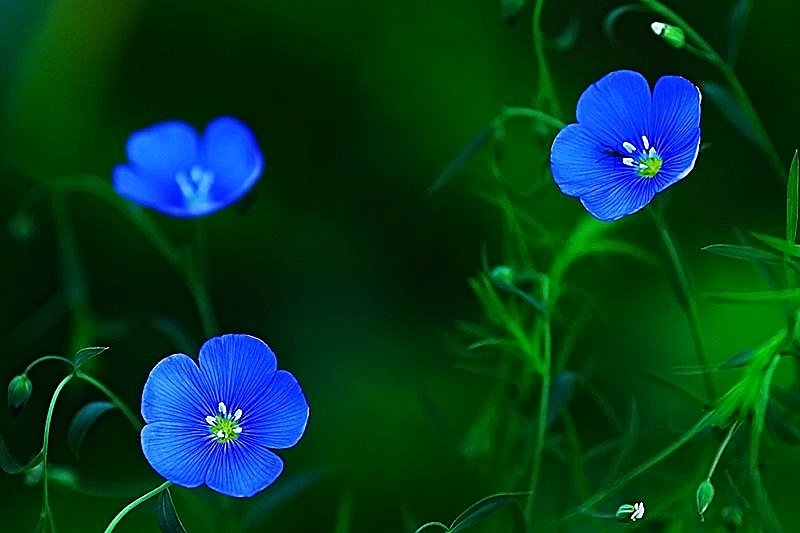 Синие цветочки - san05 -  Александр Савицкий