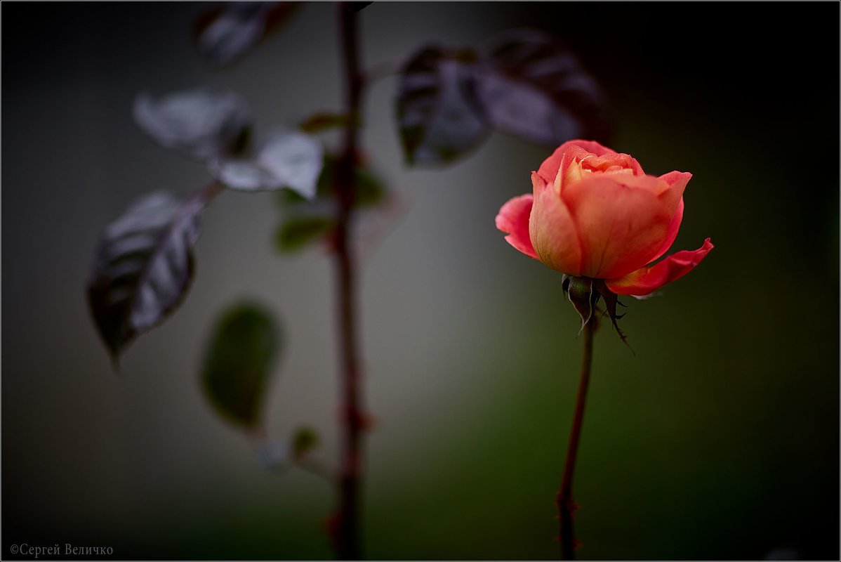 Роза в моём саду. - Сергей Величко