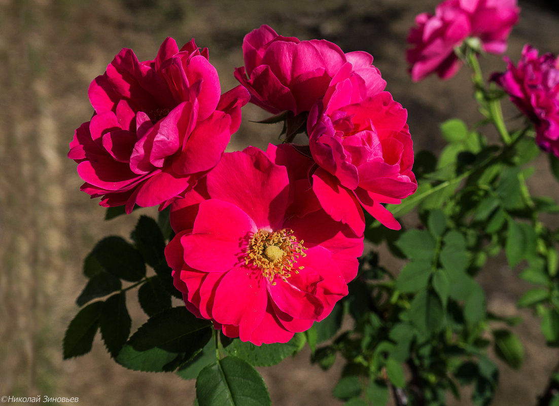 Яркость и красота канадских роз... - Николай Зиновьев