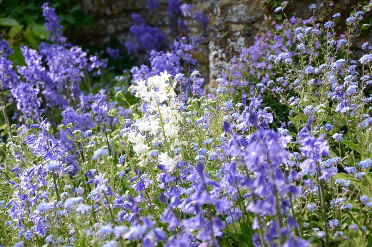 Весенняя симфония. Bluebells - Lyudmyla Pokryshen