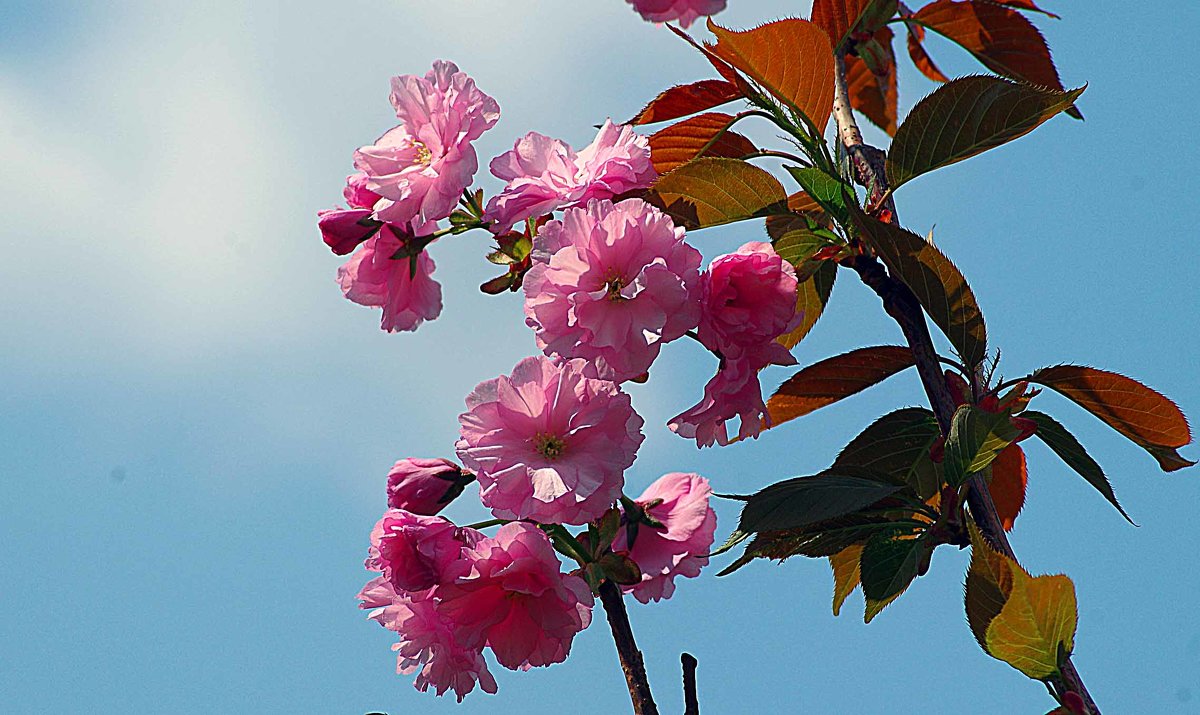 цветет сакура - юрий иванов