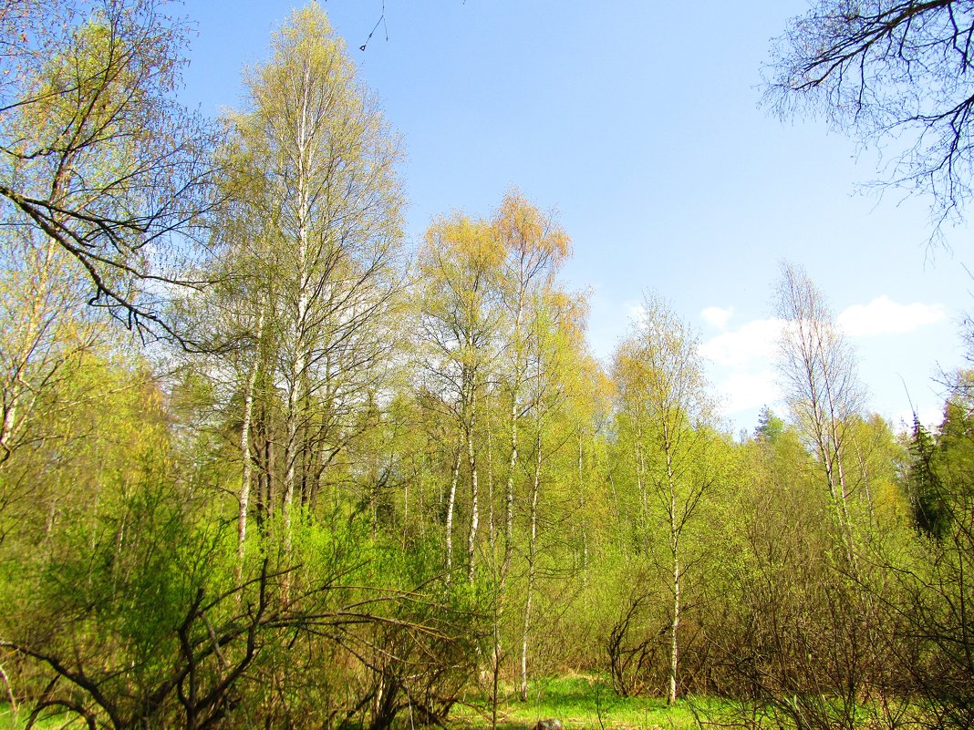 В весеннем лесу - Андрей Снегерёв