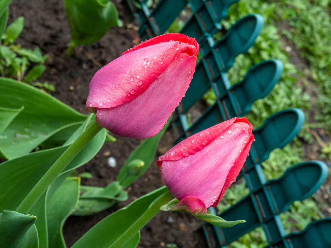 Тюльпаны после дождя - Евгений Мухин