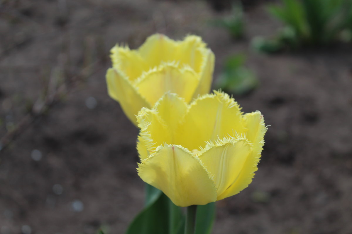 Желтые тюльпаны - Татьяна Са