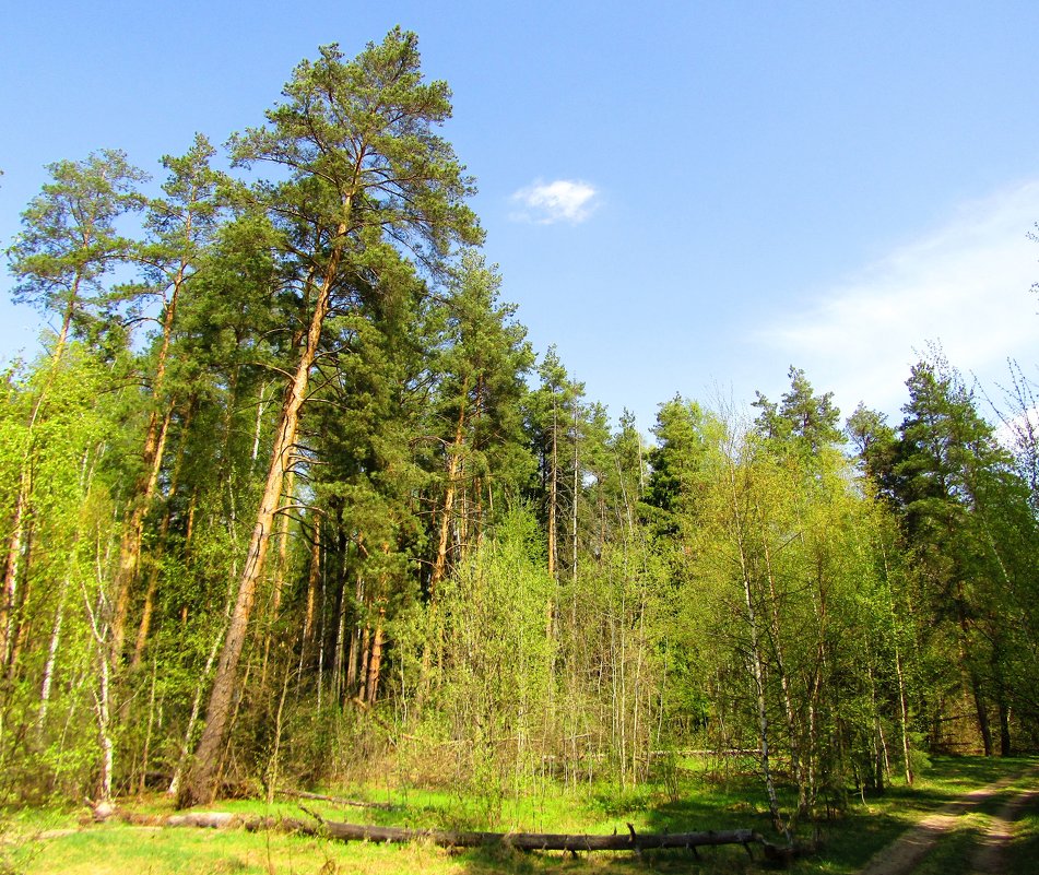 По дорожке в весенний лес - Андрей Снегерёв
