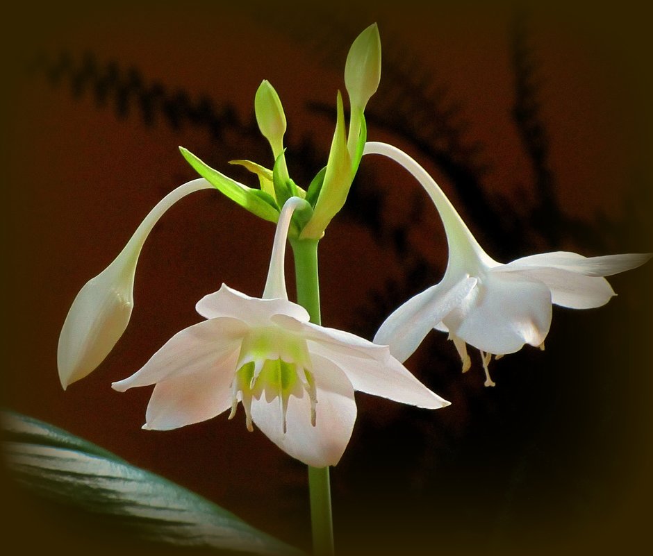 Eucharis Amazonica