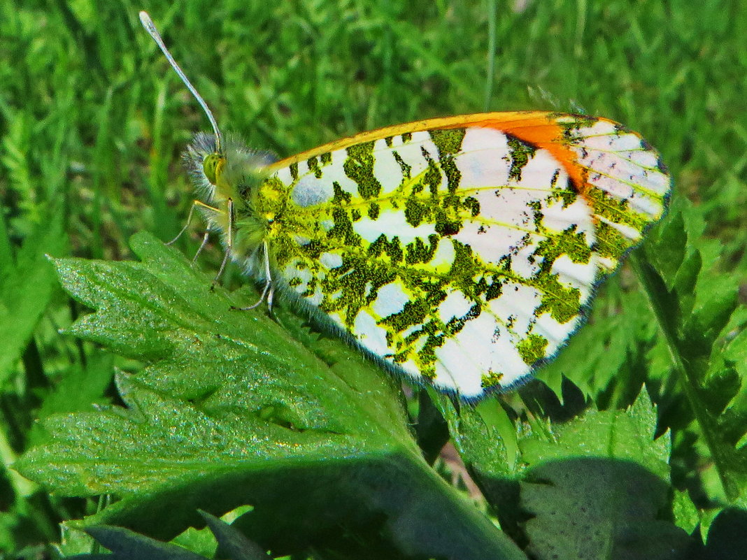Зорька, или аврора (лат. Anthocharis cardamines) — дневная бабочка из семейства белянок (Pieridae). - vodonos241 