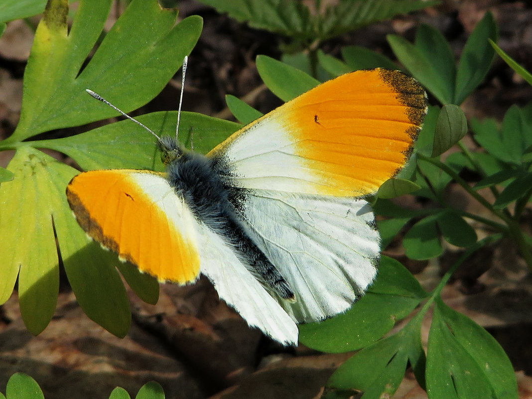 Зорька, или аврора (лат. Anthocharis cardamines) — дневная бабочка из семейства белянок (Pieridae). - vodonos241 