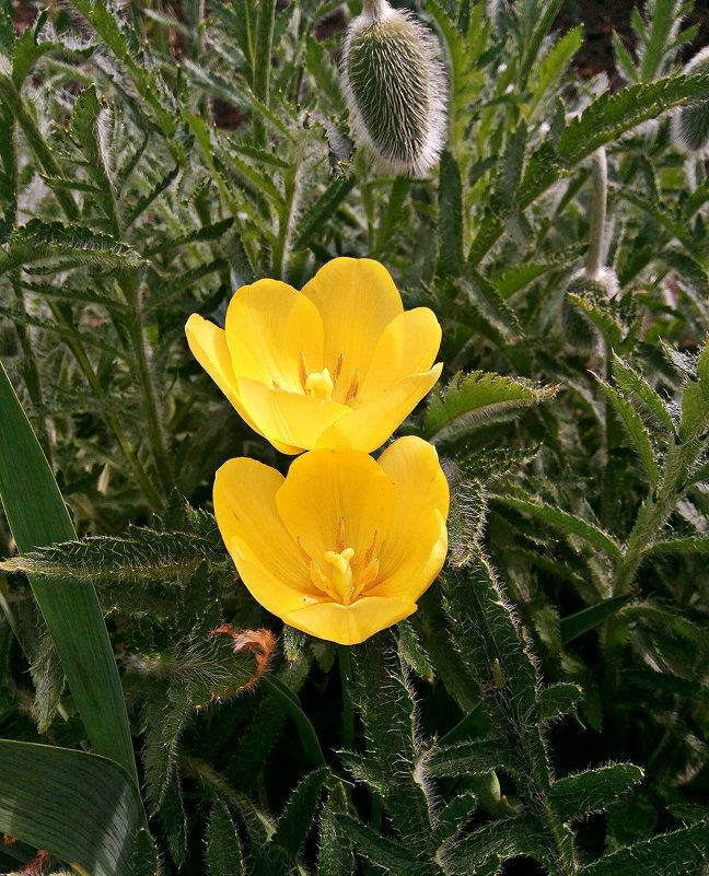 Желтые тюльпаны - Владимир Бровко