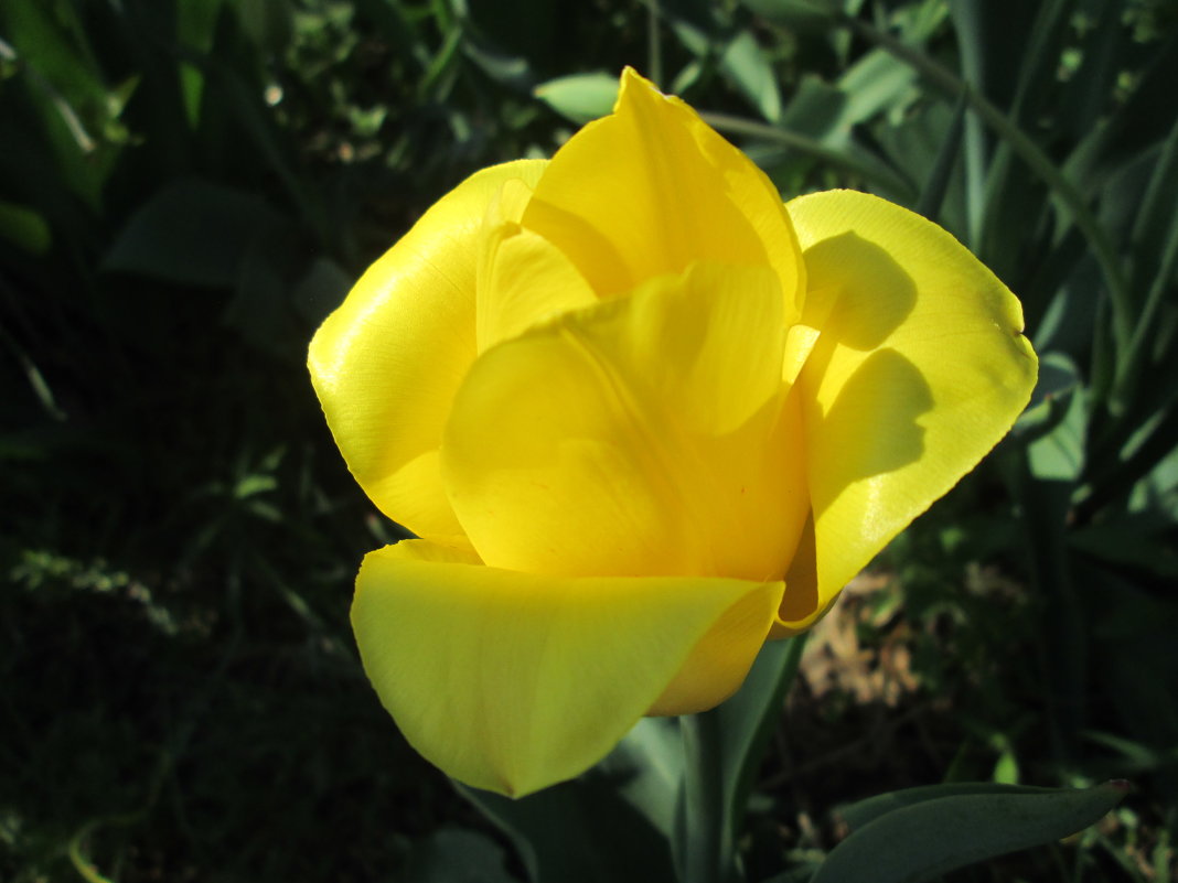 Желтый тюльпан - Алексей Кузнецов