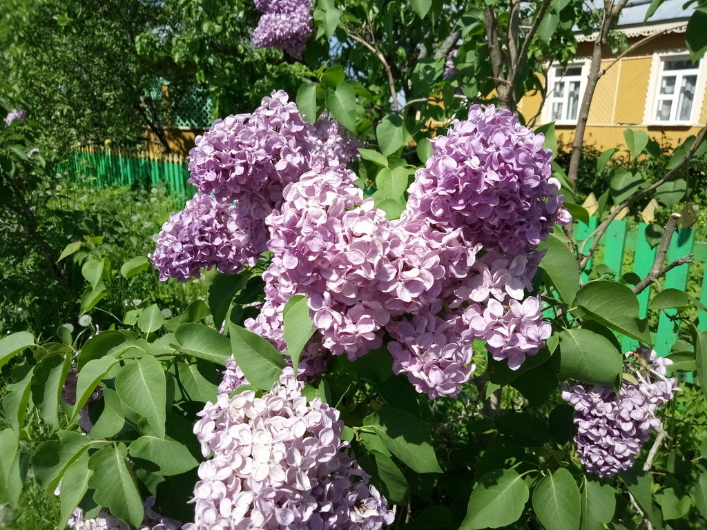 В монастырском садике расцвела сирень... - BoxerMak Mak