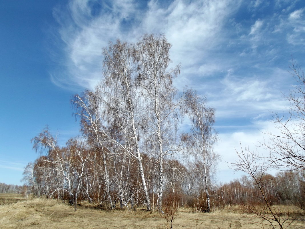 Весенний лес - Светлана Рябова-Шатунова