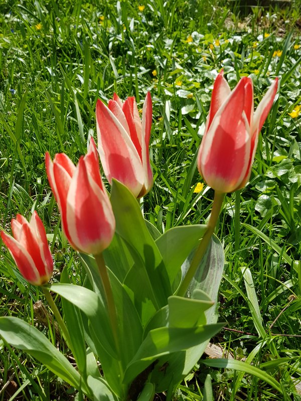 Тюльпаны - Генрих 