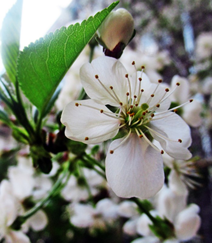 Цветок вишни - Лариса 