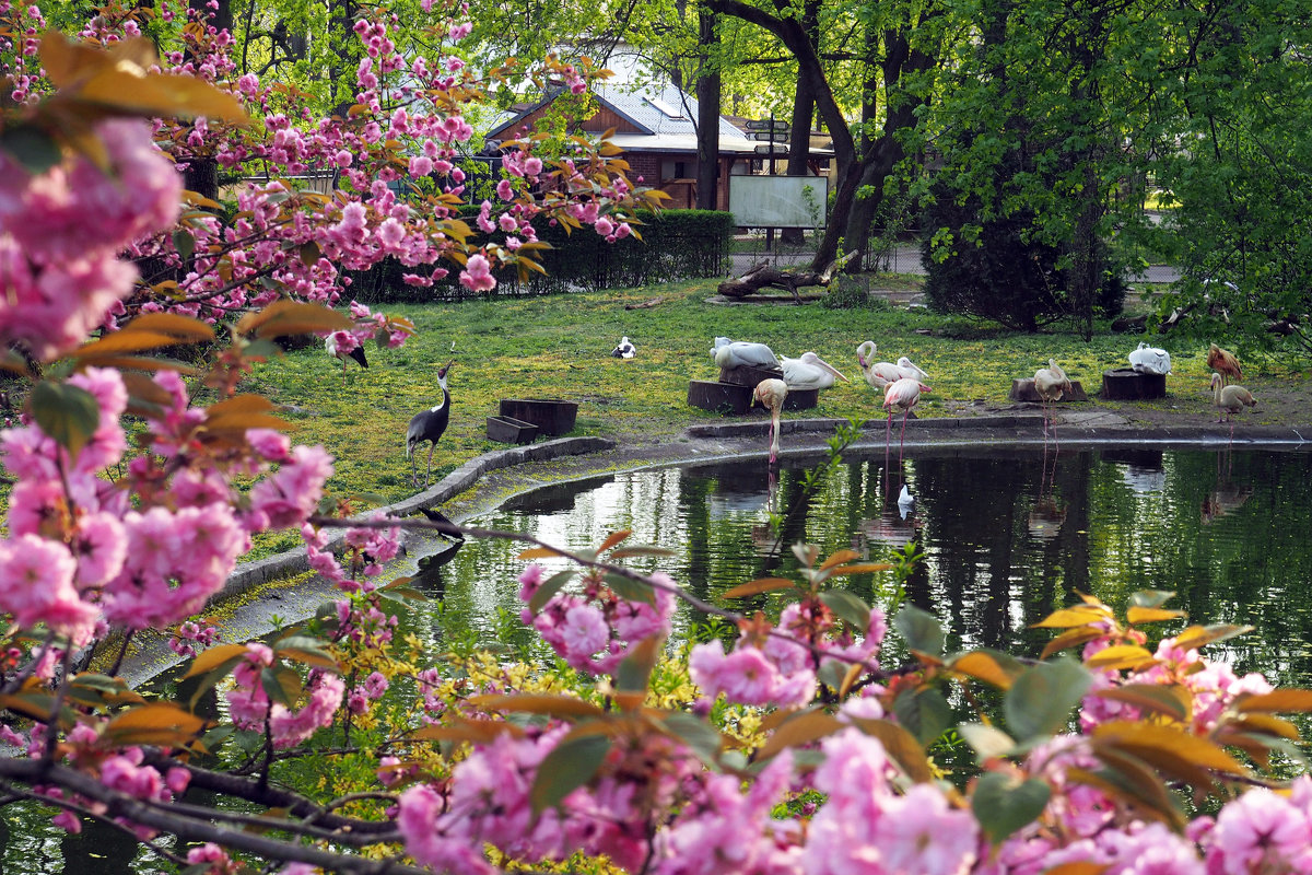 Розовая красота в калининградском зоопарке - Татьяна Копосова