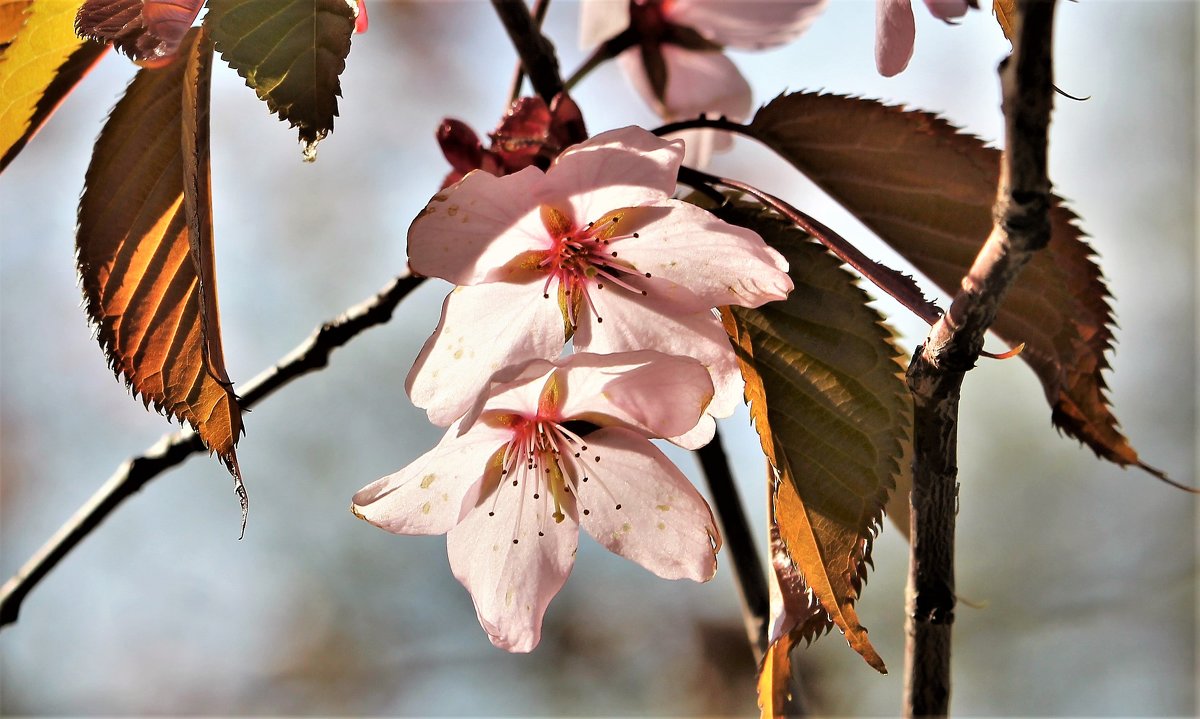 Японская весна в Питере... - Евгений Яхим