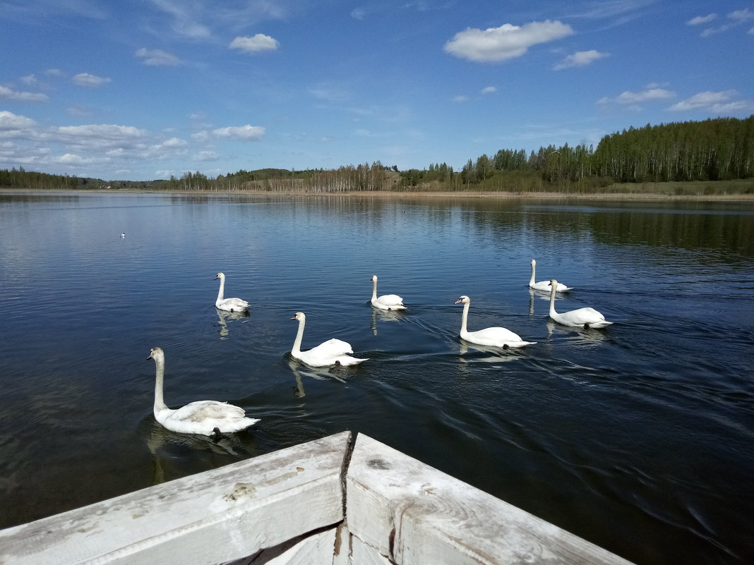 Лебеди на Городищенском озере - BoxerMak Mak