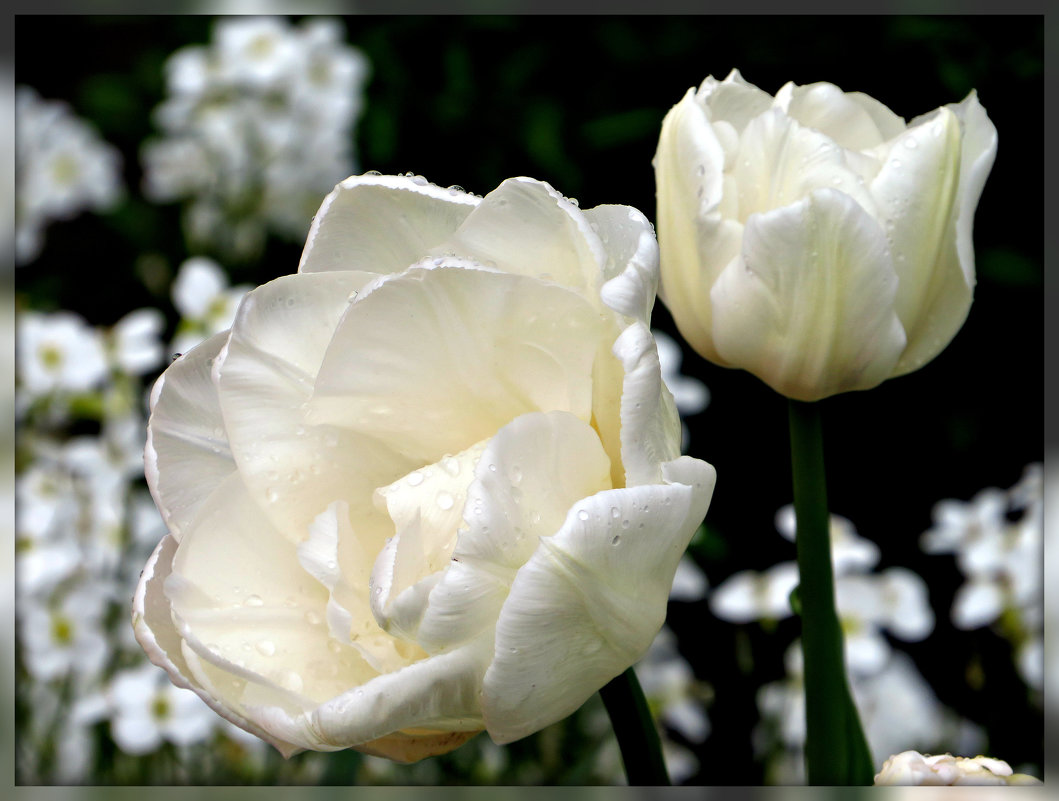 Белые тюльпаны - Ольга Митрофанова