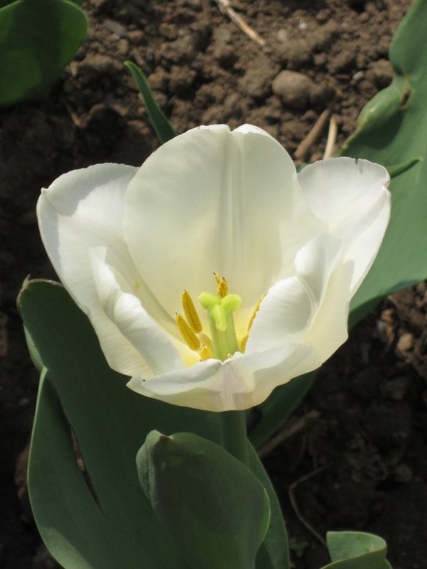 Белый тюльпан - Дмитрий Никитин