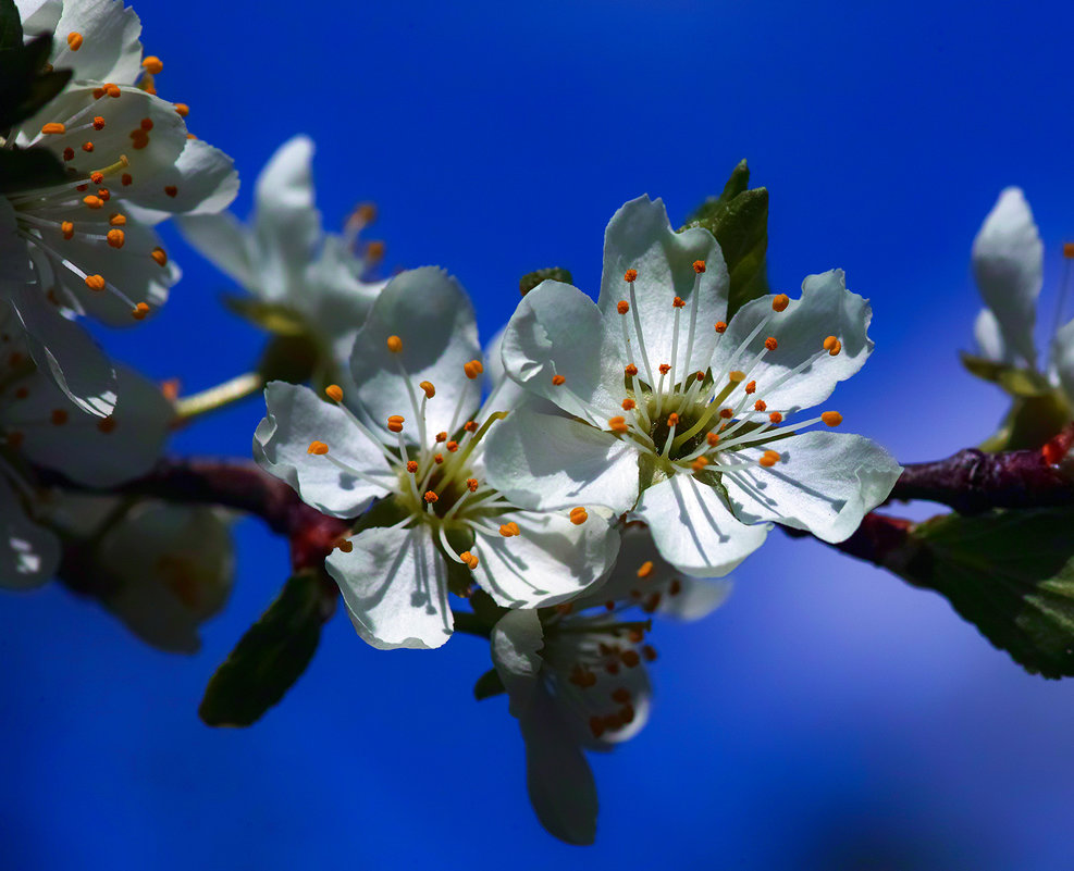 cherry blossom - Zinovi Seniak