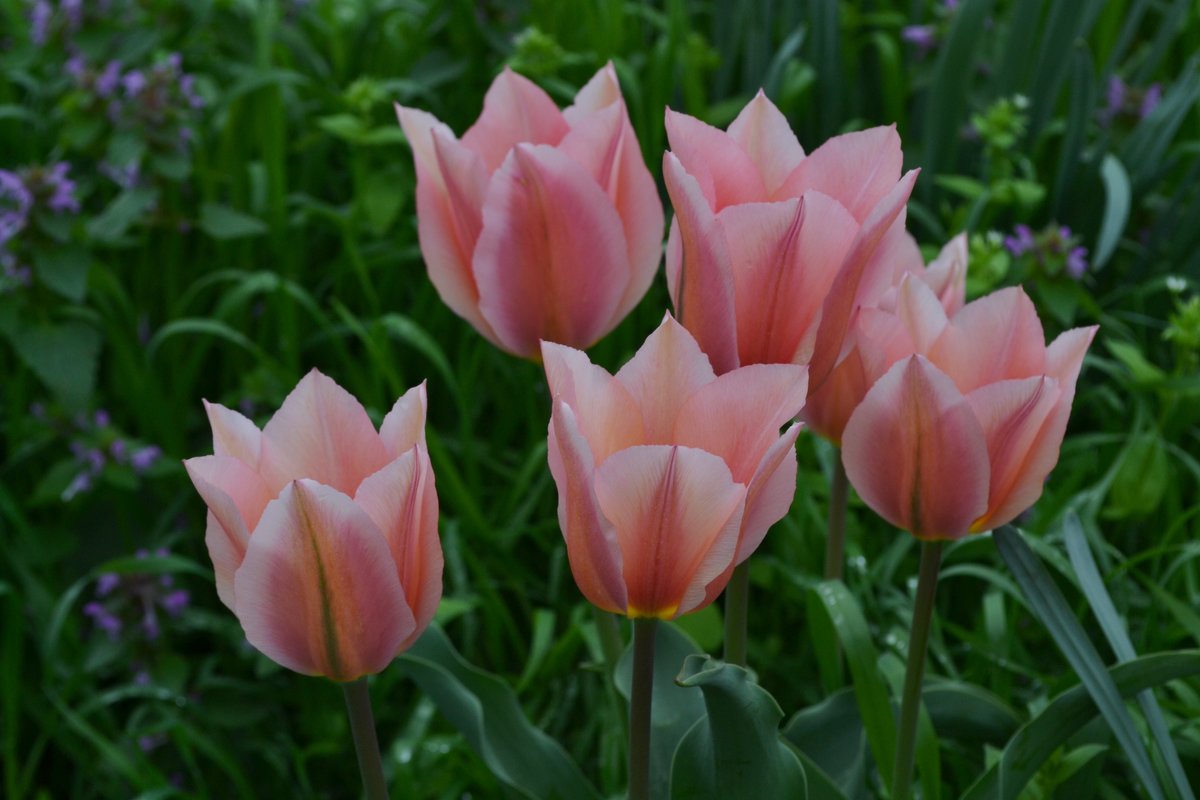 Тюльпаны - Надежда 