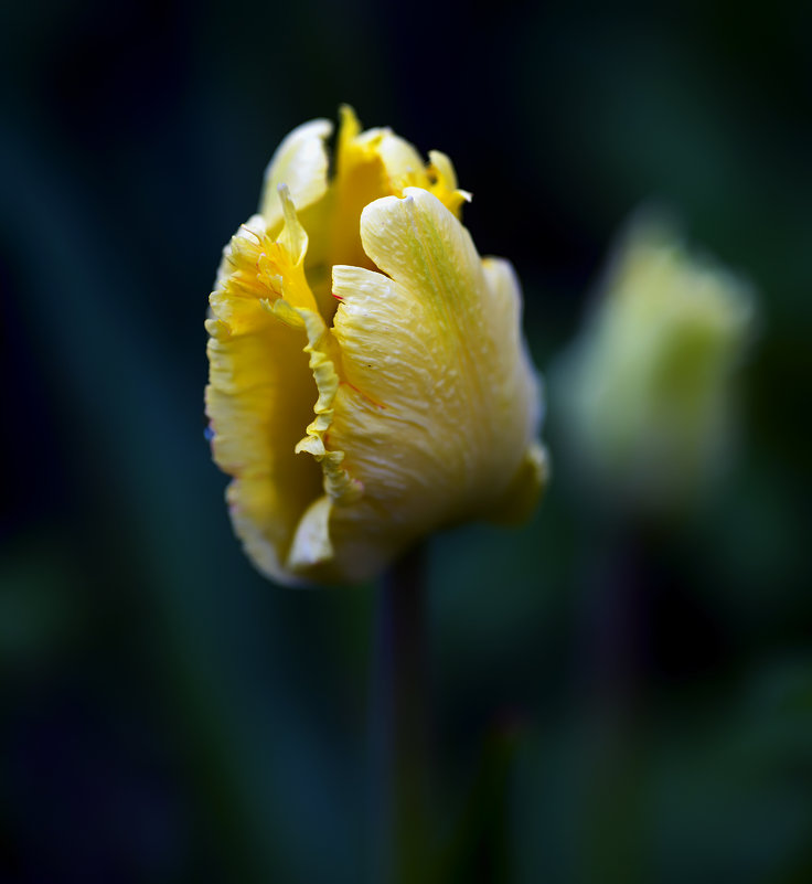 tulip - Zinovi Seniak