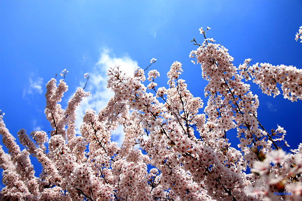 "Весна...Любовь земли и прелесть года !" - Mila .