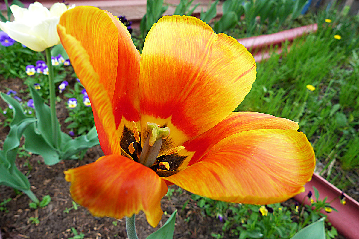 жёлтые тюльпаны - александр дмитриев 