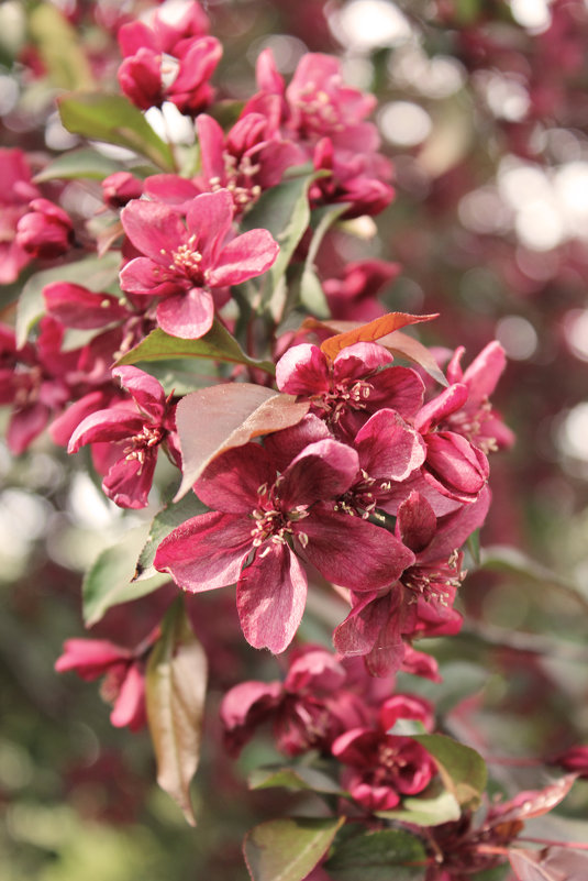 яблони в цвету - Ириника 