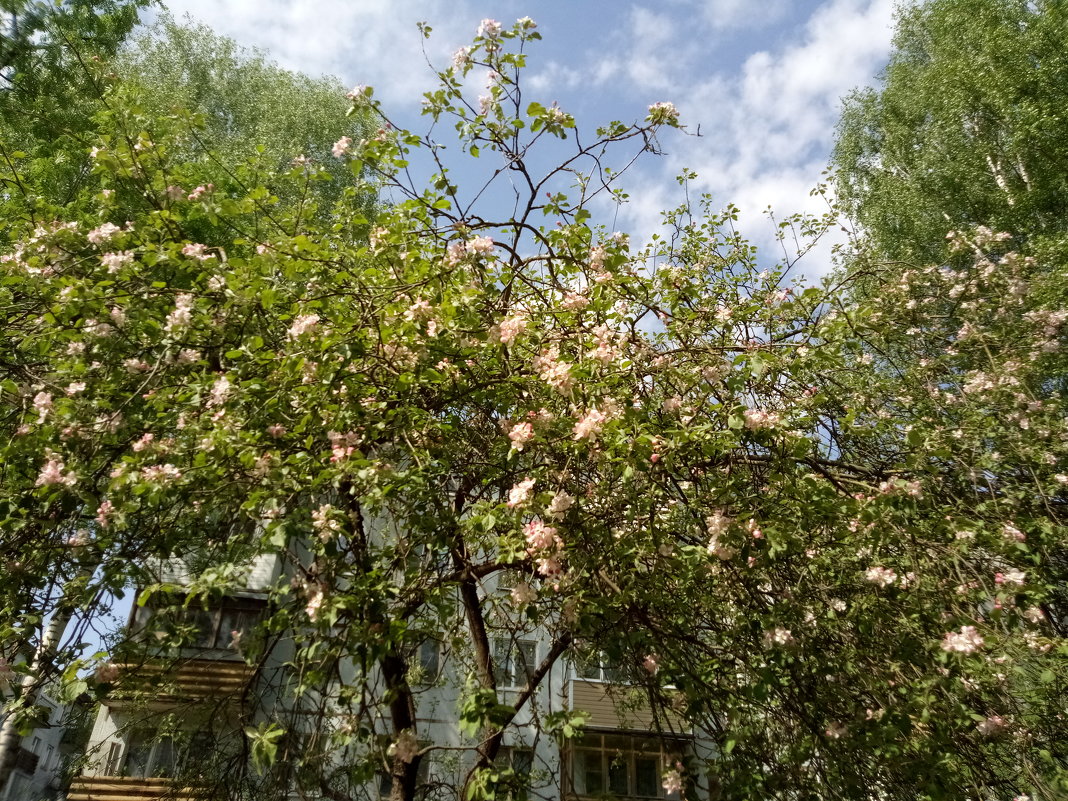 В городе яблони цветут - BoxerMak Mak