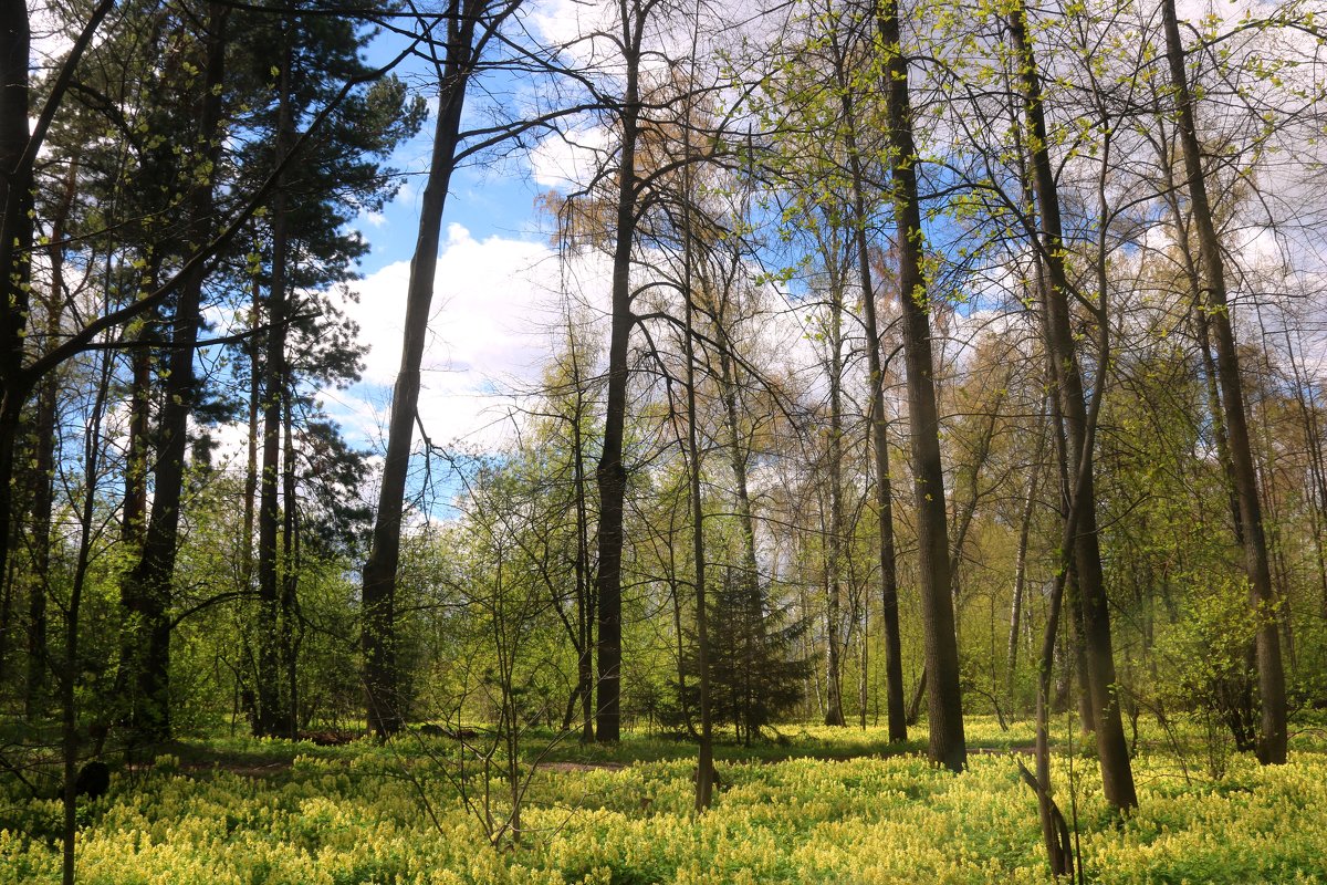 Весной в лесу - владимир тимошенко 