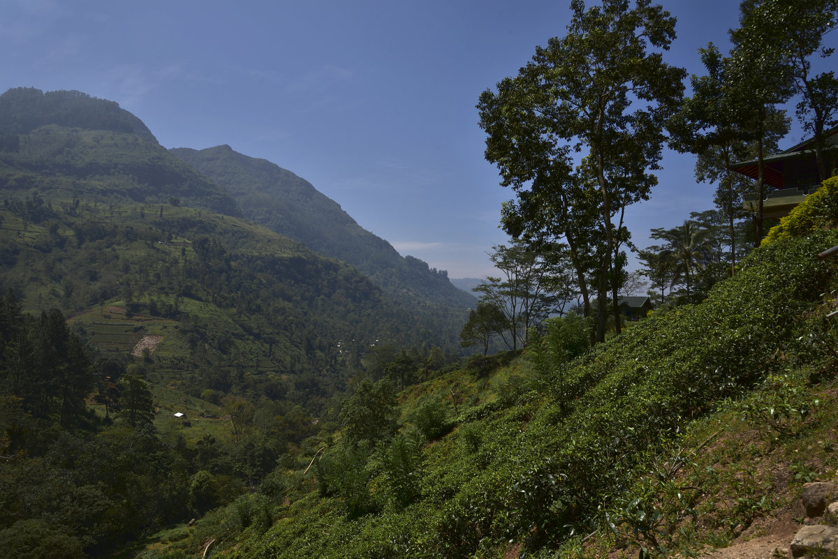 В краю чайных плантаций. In the country of tea. - Юрий Воронов