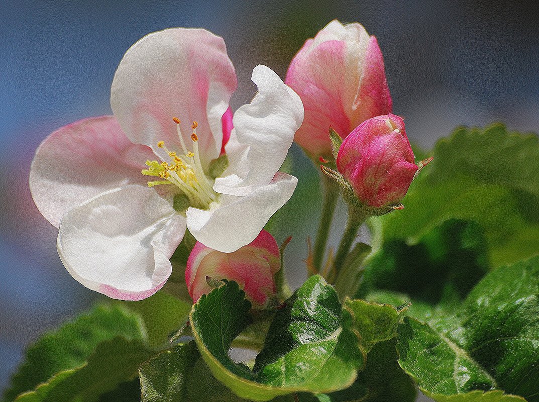 Яблоневые цветы - Ольга (crim41evp)