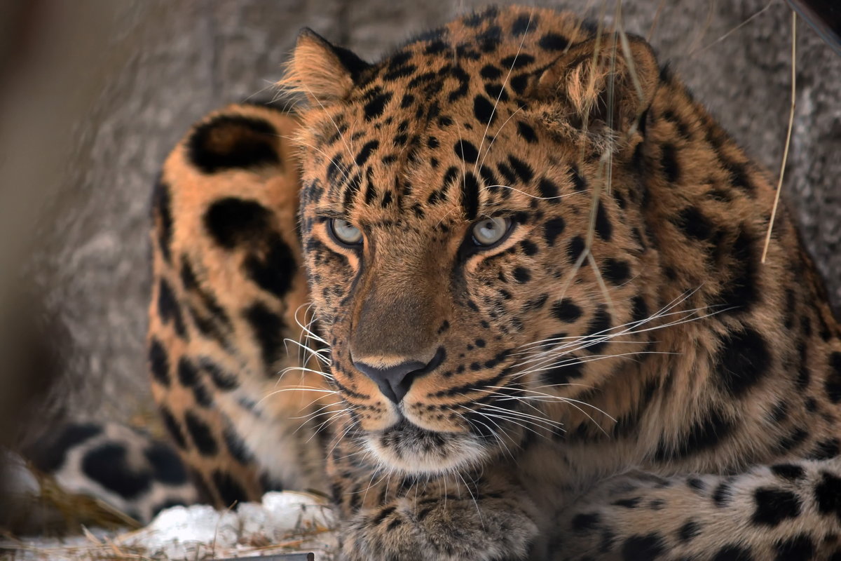 Дальневосточный леопард - Wild Leo
