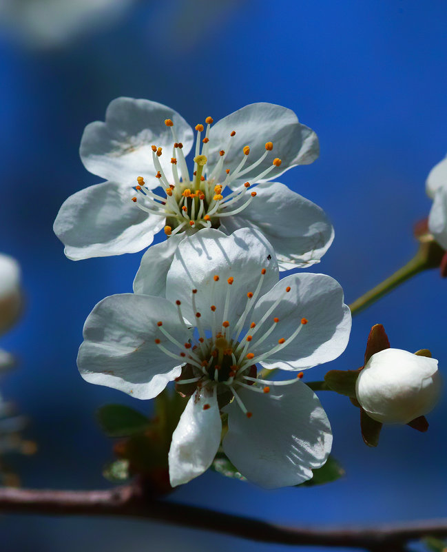 cherry blossom - Zinovi Seniak