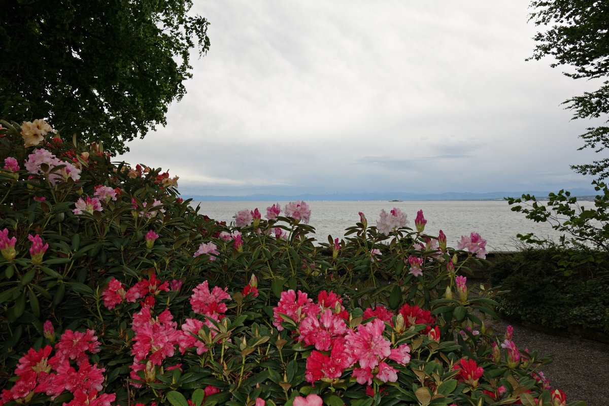 Майнау-остров цветов....дождливо - Galina Dzubina