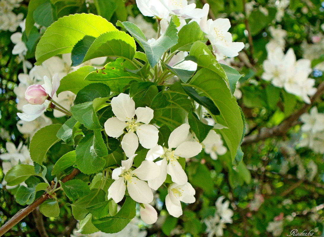 Яблони цвет - Raduzka (Надежда Веркина)