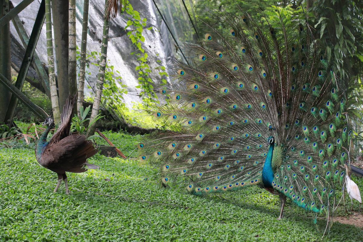 Павлины- брачный сезон, Куала-Лумпурский Парк Птиц, Малайзия - Andrey Vaganov