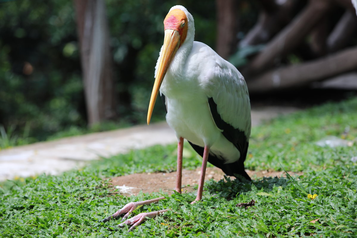 Африканский аист-клювач, Куала-Лумпурский Парк Птиц, Малайзия - Andrey Vaganov