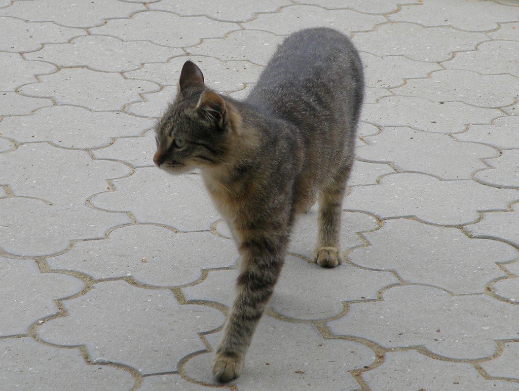 Котик - Александр Рыжов