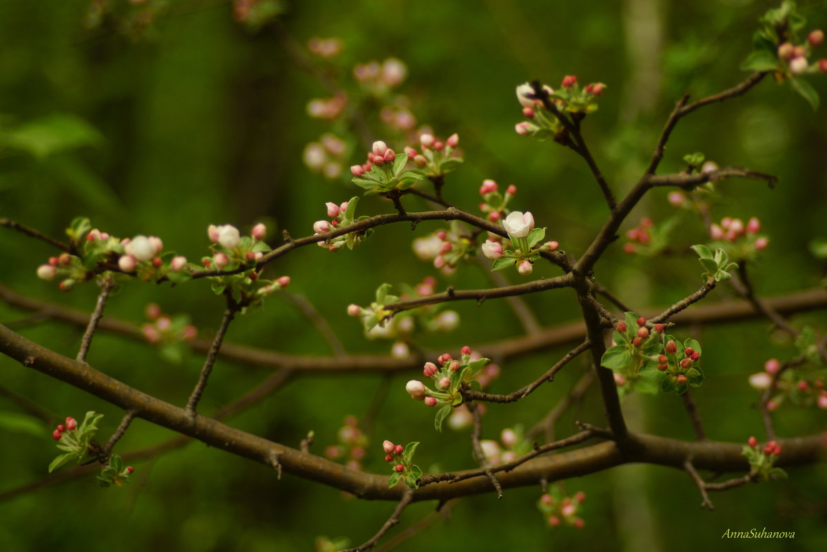 Яблони в цвету — весны творенье... - Анна Суханова