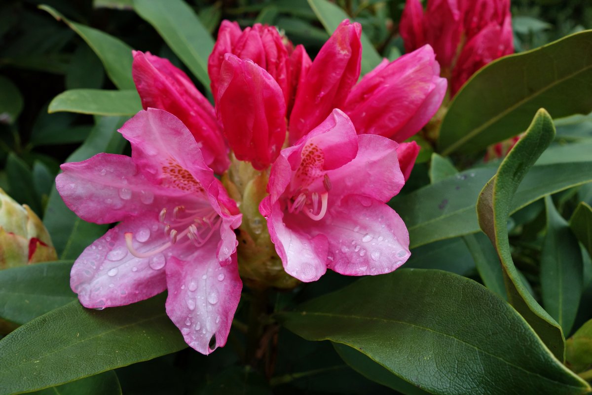На острове Майнау цветут цветы  необычайной красоты!!!!...Олеандр.... - Galina Dzubina