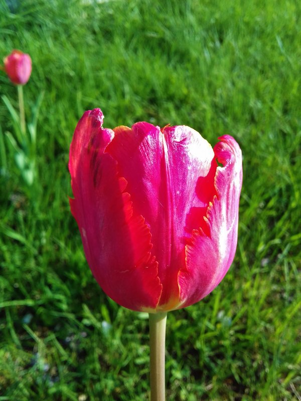 приятный цвет тюльпана - Владимир 
