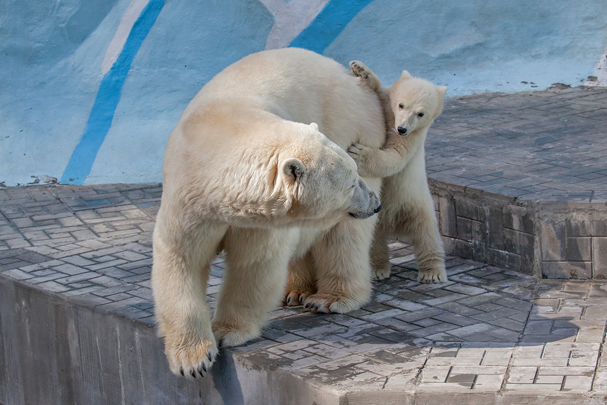 Белые медведи - Владимир Габов